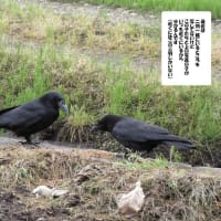 幼鳥だったカラスが。。。