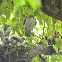 心に残る情景*「鳥景」見沼の小さな森・ツミの家族