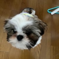 拾ったよ。