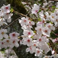 石神神宮と石上神宮外苑の桜