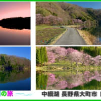 オオヤマザクラ咲く中綱湖（長野県大町市）