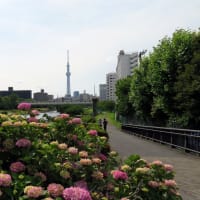 咲き始めた❝あじさい❞を見に「ふれあい橋」から「江東新橋」まで旧中川河畔を歩いた。　その1/２