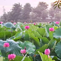 朝の散歩　平池緑地公園　56　6.26～28