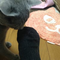 ふるふる最近の趣味