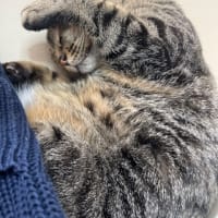 朝からよく寝ます