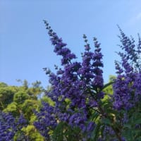 逆光すぎる…