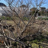 ロウバイがとても良い香り🌿