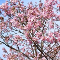 去年より開花が遅い陽光桜