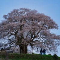 今年も満開の醍醐桜を観てきました