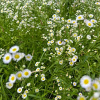 オサンポ walk - 植物plant : ヒメジョオン？の花畑 field of flowers 