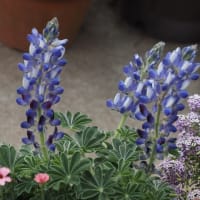 💖庭のブルー・紫色系の花💖