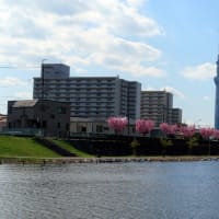 旧中川の定点観測ポイントにて　　　　3月20日の スカイツリーと水と風のYouTube