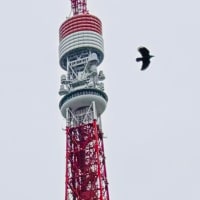 増上寺の境内で東京タワーを撮影したらオオタカが映り込んでいた！