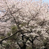 桜　令和7年　古賀市　その２