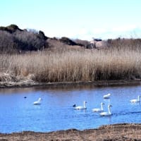 菅生沼の白鳥たち