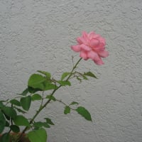 あなたに頂いたバラの苗木今年も咲きました。何も世話をしていないのに、けなげにも毎年咲いてくれます。すばらし～い！