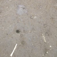 家庭菜園海の様