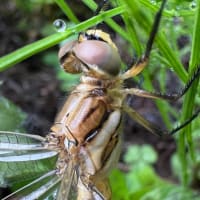 目についた虫あれこれ　　その3『ムギワラトンボ（麦藁蜻蛉）は俗称』