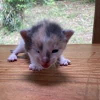 企業に捨てられた猫達のその後