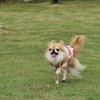 しっぽが無くなる🐕❔