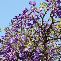「相模原麻溝公園」では春の代表花「藤の花」が登場！！