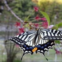 名残りのサクラとアゲハ蝶