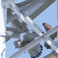 「チョウゲンボウ」③
