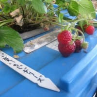 夏イチゴデリーズ