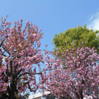 2024年4月19日 穀雨…（￣ﾍ￣）　東京で黄砂3日連続観測…
