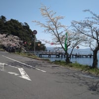 海津大崎の桜とメタセコイヤ並木