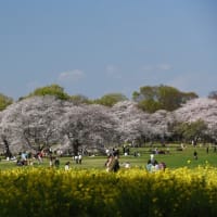 【”24 春爛漫・チューリップ】昭和記念公園