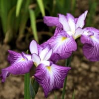 青梅市　吹上しょうぶ公園
