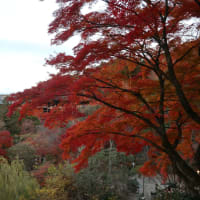 赤い絨毯　京都　清水寺の紅葉