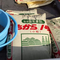 施肥：寒肥（かんごえ）