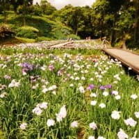 天草本渡花菖蒲