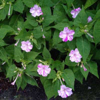 オシロイバナ〜白粉花絞り