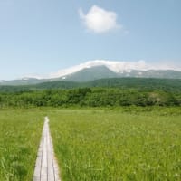 ２０２５年６月２９日　北八甲田山麓　田代平湿原のようす
