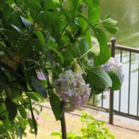 恋野の紫陽花　②　池の畔