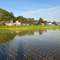 田植最終日　こつぶっこ散布