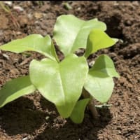 オカワカメの無事を確認！