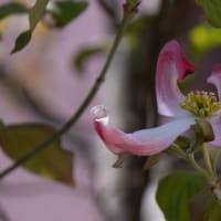 ●我が家の５月の花（1）　風鈴オダマキ　ブルーベリーの花　ミヤマオダマキ　のとキリシマツツジ　ヒメウツギ　ハナミズキ　コデマリ　クレマチス・モンタナ