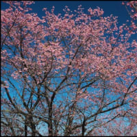 ようやく見頃の緋寒桜