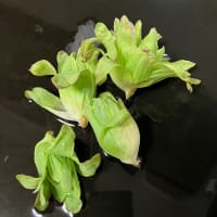 3月のごはん・1