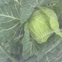 キャベツの収穫が続きます。