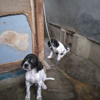 イングリッシュ　ポインターの仔犬