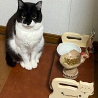 おにく　たべとこ。