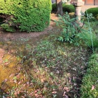 水引と吾亦紅と、草むしり…