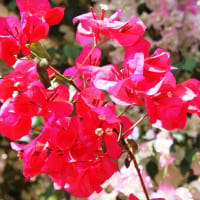 唐津観光花園 「ブーゲンの森」から・・・⑨