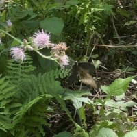 初秋の里山自然散歩の様子