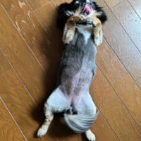 久しぶりにカミさんとコストコへ